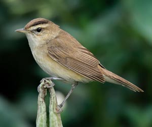 Охилбялзуухай (Хархөмсөг охилбялзуухай)